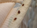 Bed Bugs In Hotel Bedding