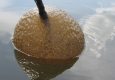 Odd Pods Discovered in Connecticut Lake Turns Out To Be WaterBrains (Bryozoans)