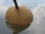 Odd Pods Discovered in Connecticut Lake Turns Out To Be WaterBrains (Bryozoans)