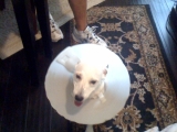 Stop Using Elizabethan Collar For Your Dog