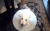 Stop Using Elizabethan Collar For Your Dog