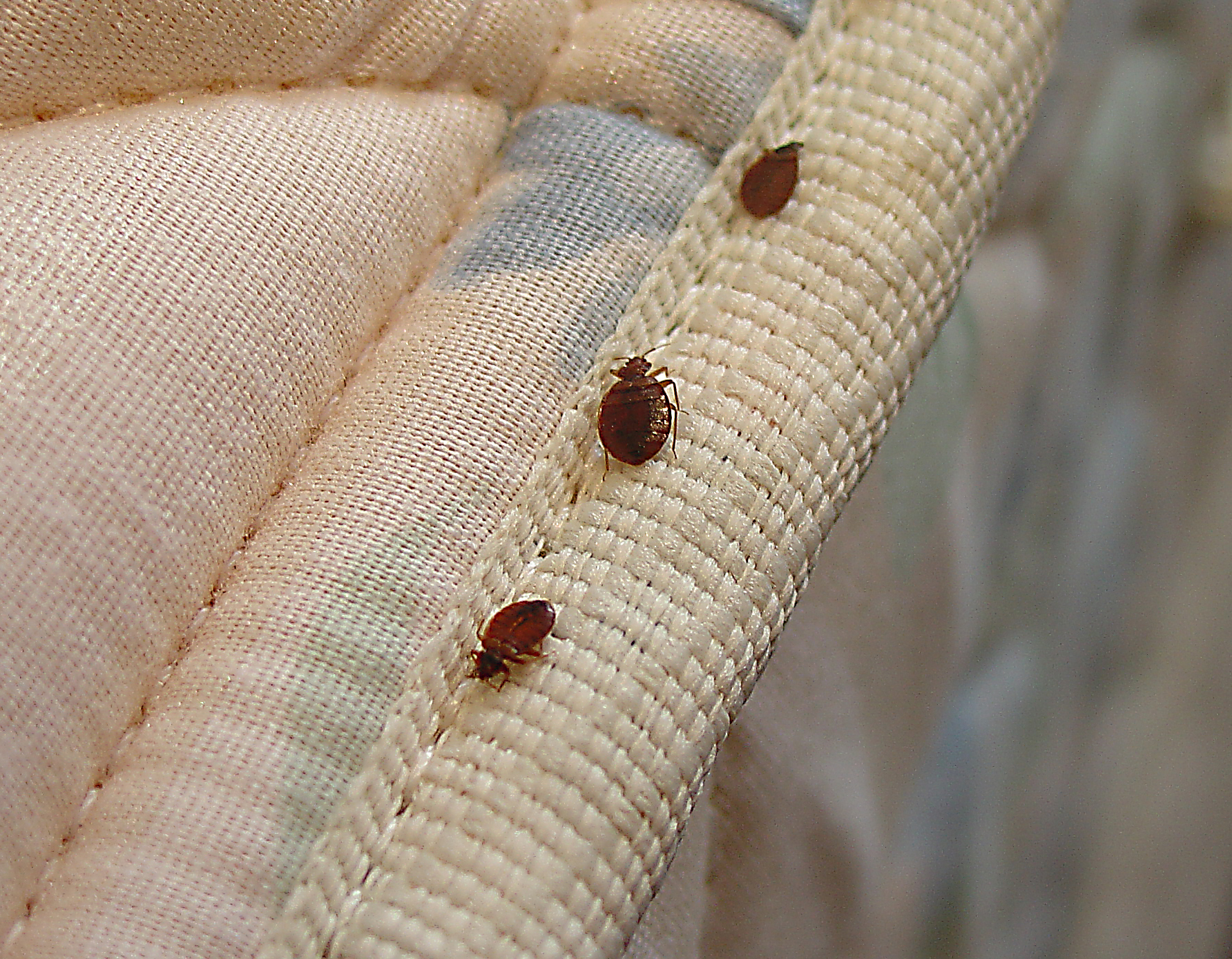 Bed Bugs In Hotel Bedding - Open Press Room